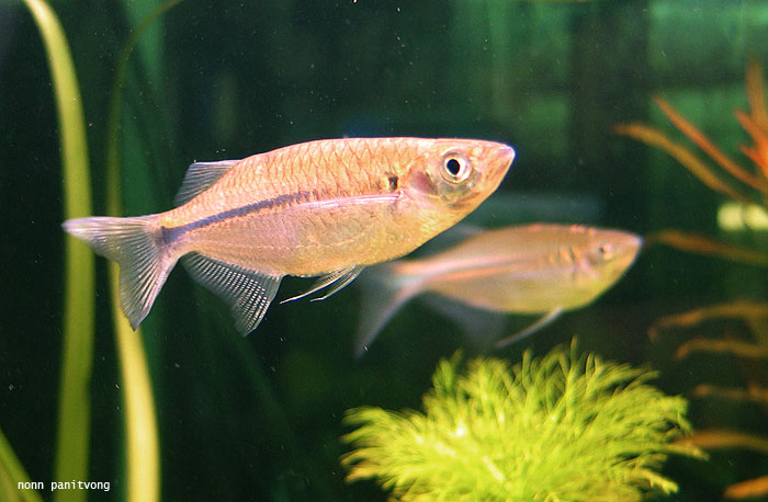 Individuals from Thailand in the aquarium.