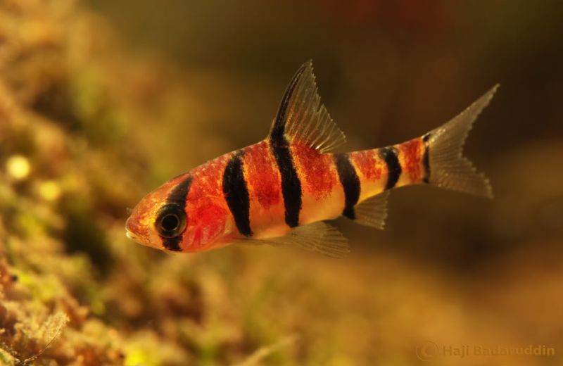 Juvenile from Sarawak state, Malaysia, Borneo.