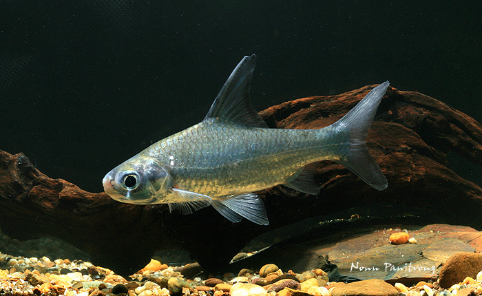 Specimen from Thailand.