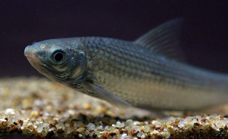 This species tends to have thin stripes on the upper portion of the body.