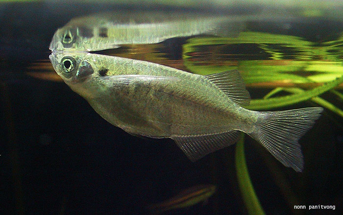 Specimen from Thailand.