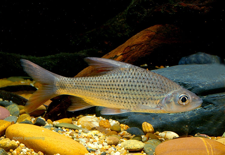Specimen of a Thai population with elongated head profile.