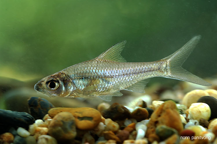 Specimen from Thailand.