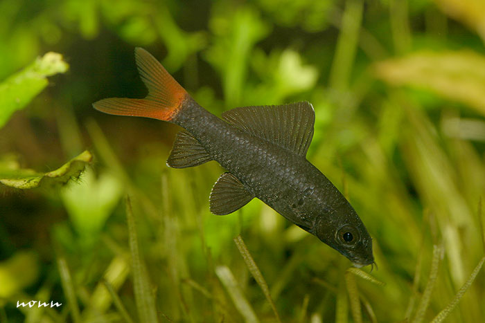 Juvenile individual; this is the size at which the species is most often seen on sale in the aquarium trade.