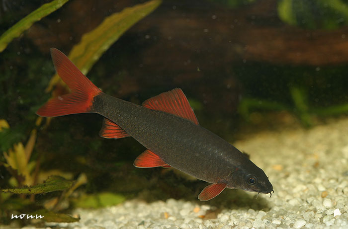Adult individual from Thailand.