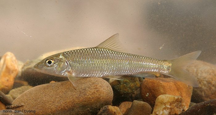 Juvenile specimen from Thailand.