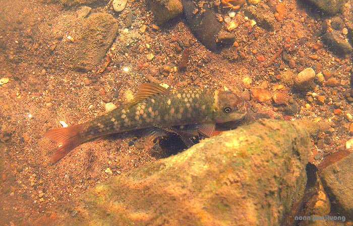 Specimen in its natural habitat, western Thailand.