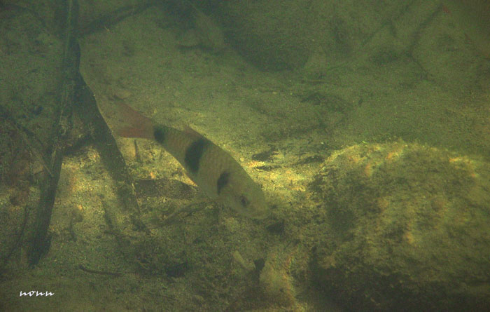 Individual in its natural habitat.