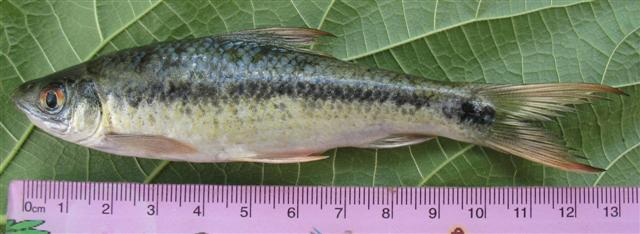 Individual from the Padma River, Rajshahi Division, Bangladesh.