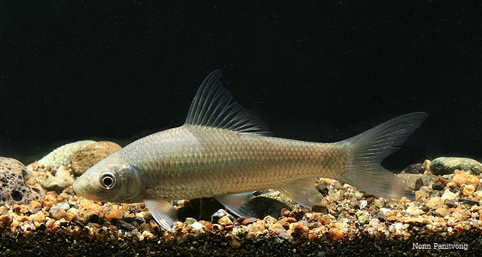 Subadult from Thailand.