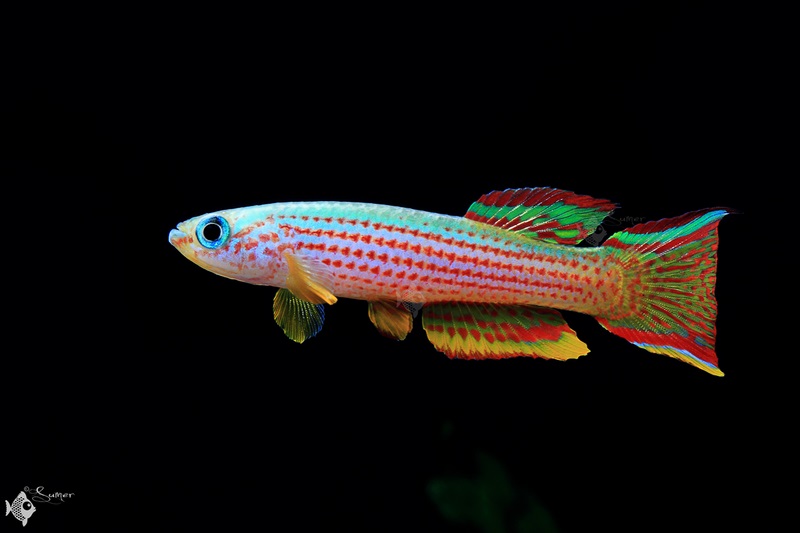 Male individual from the U.S. aquarium trade.