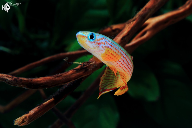 Male from the U.S. aquarium trade.