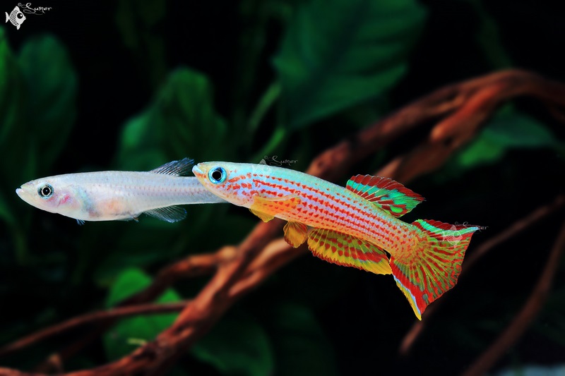 Adult pair; male at front.