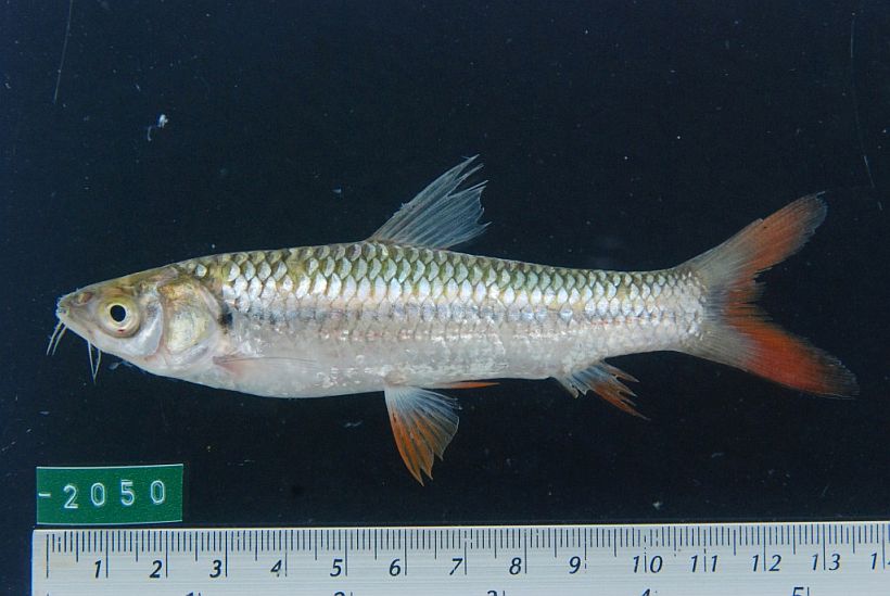 Specimen measuring 103 mm SL from Kampong Thom province, central Cambodia.