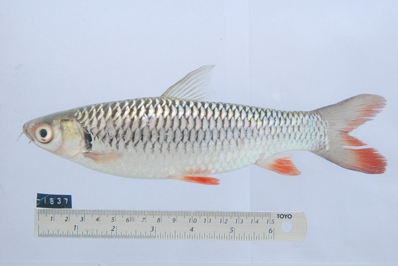 Subadult measuring 190 mm SL from Prey Veng province, southern Cambodia.