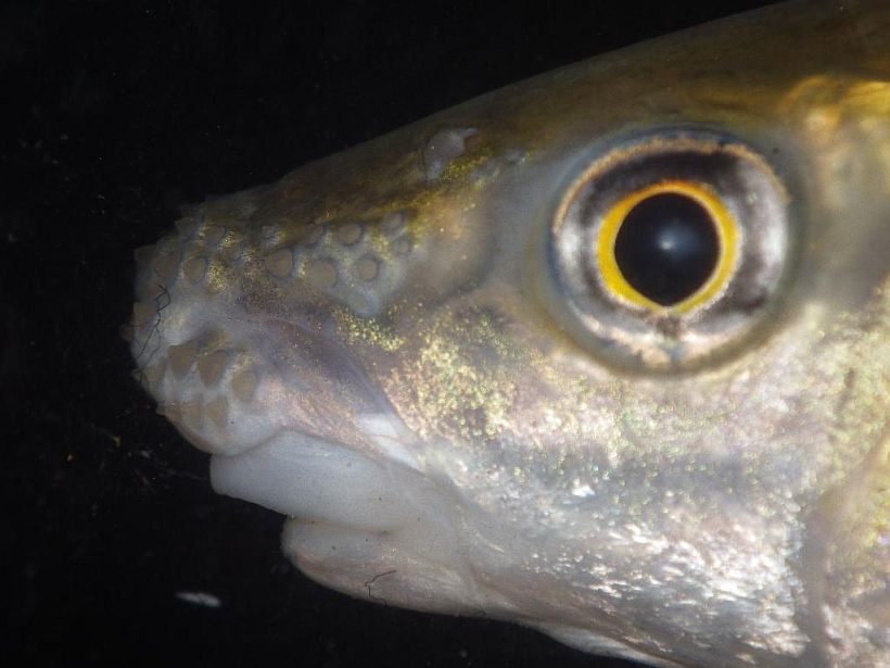 Detail of tubercules on snout; specimen from northern Peninsular Malaysia.