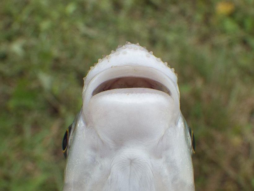 Underside of head; specimen from northern Peninsular Malaysia.