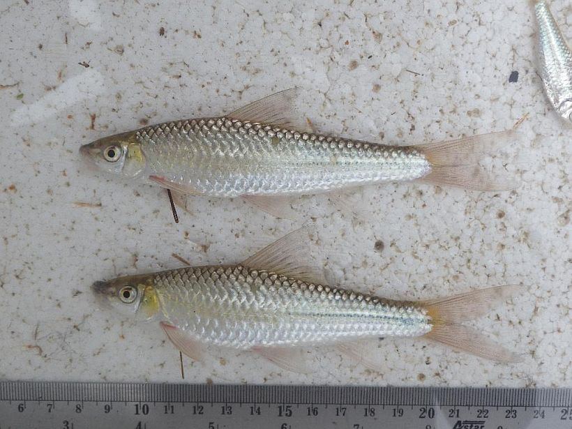 Individuals from northern Peninsular Malaysia.