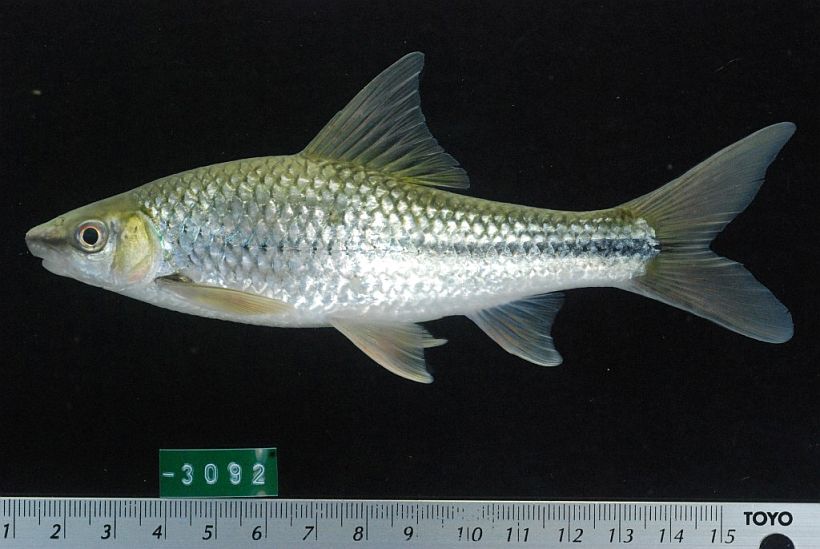 Subadult from Ratanakiri province, northeastern Cambodia.
