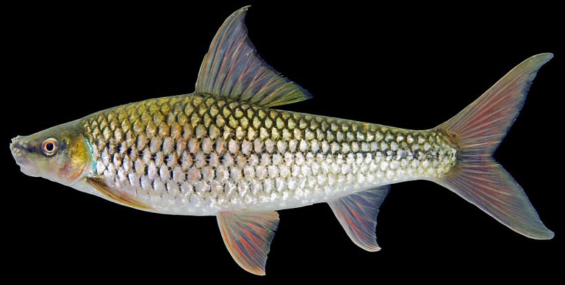 Putative adult male specimen from the Mekong River system.