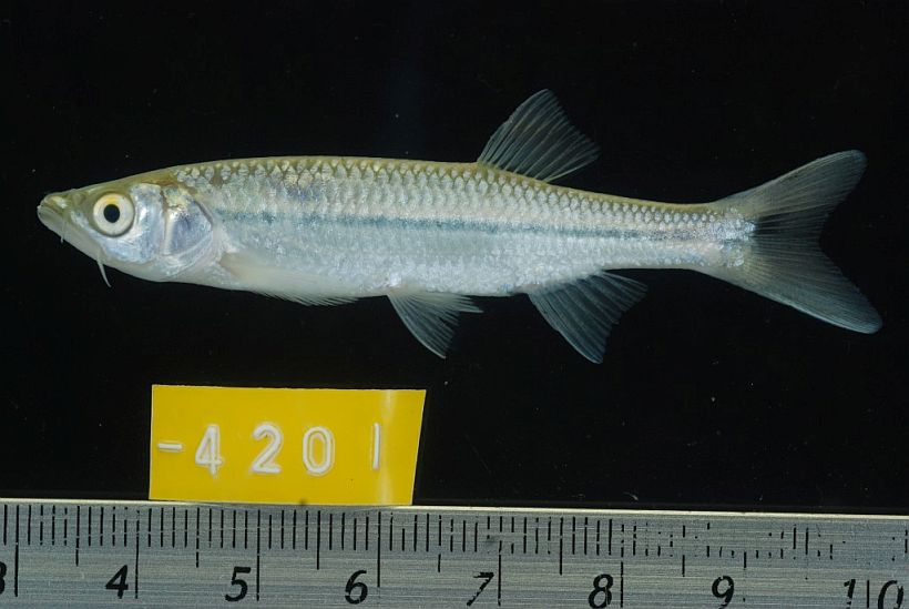 Specimen from Prey Veng province, southern Cambodia.