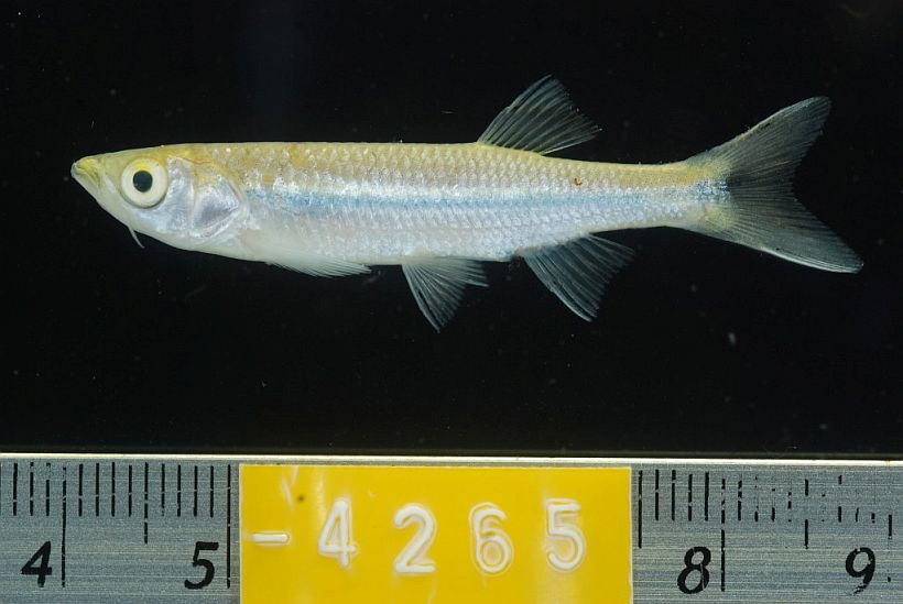 Juvenile from Prey Veng province, southern Cambodia.
