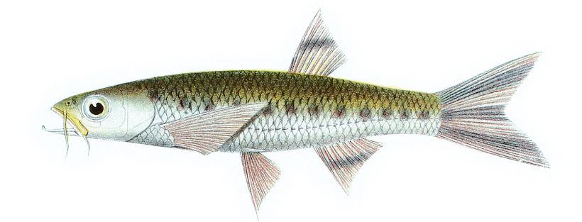 Pieter Bleeker's drawing of L. spilopleura.