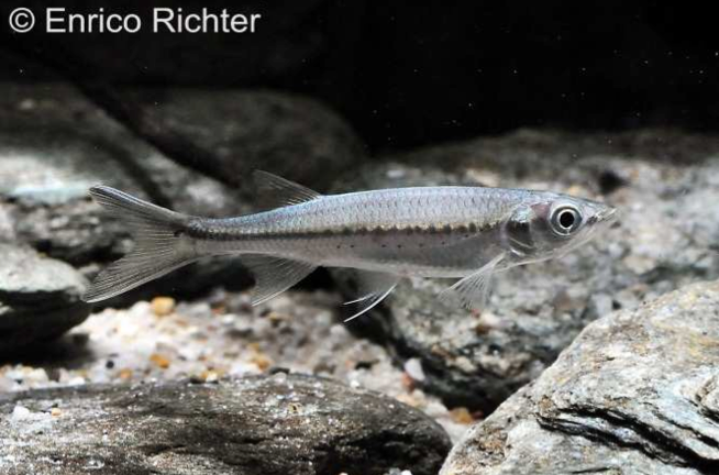 Young specimen from the German aquarium trade.