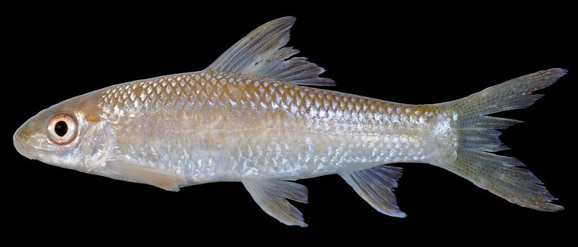 Juvenile individual.