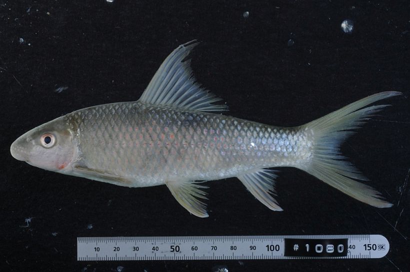 Specimen from Savannakhét province, western Laos.