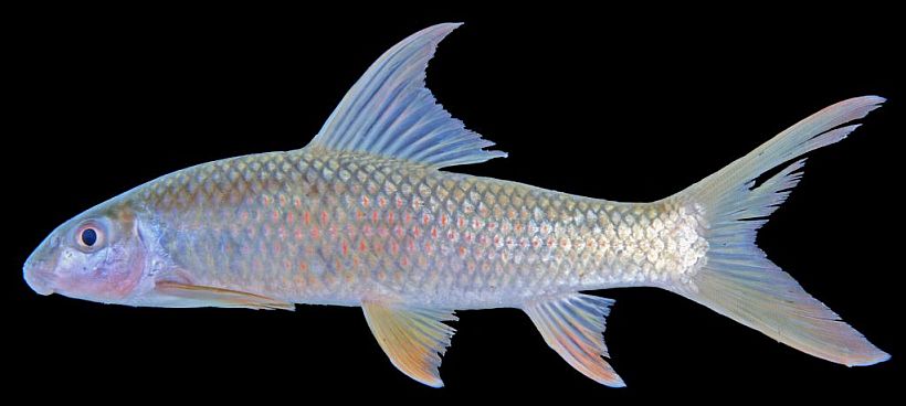 This species is important commercially but is uncommon in the aquarium trade.