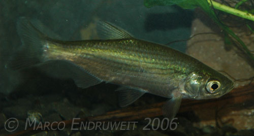 Specimen from Hainan Island, southern China.