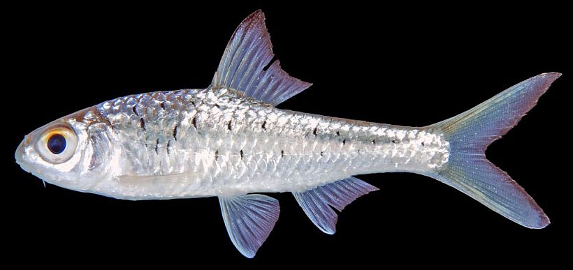 Juvenile from Laos.