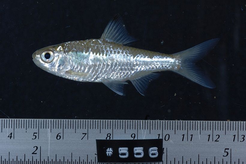 Specimen from Thapak Shap, Vientiane province, western Laos.