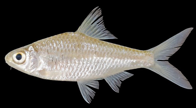 Adult individual from Laos.