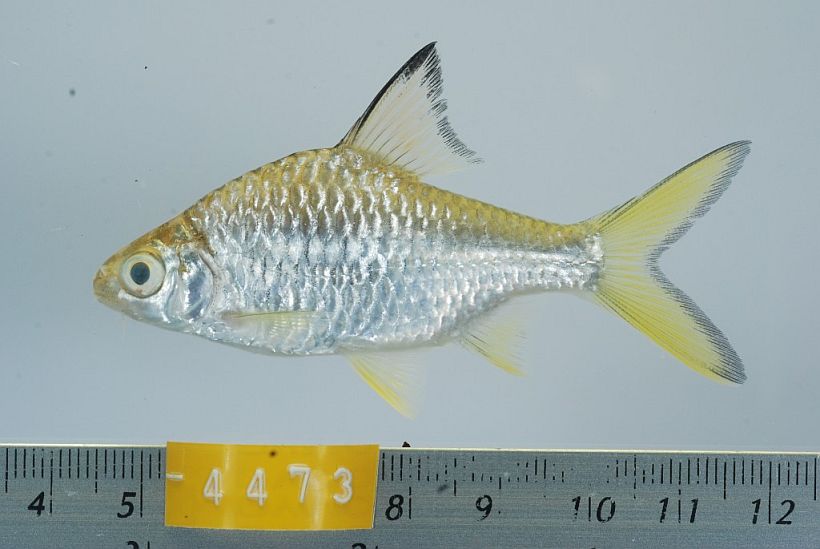 Specimen from Ratanakiri province, northeastern Cambodia.
