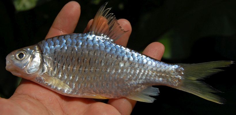The following series of images depict the same specimen; a fish measuring 122 mm SL collected from the Cisadane River close to Bogor, West Java province, Indonesia.