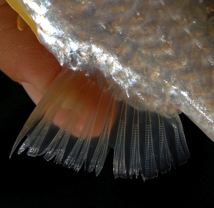 Anal-fin detail.