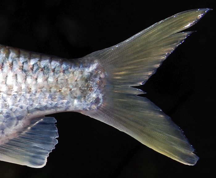 Caudal-fin detail.