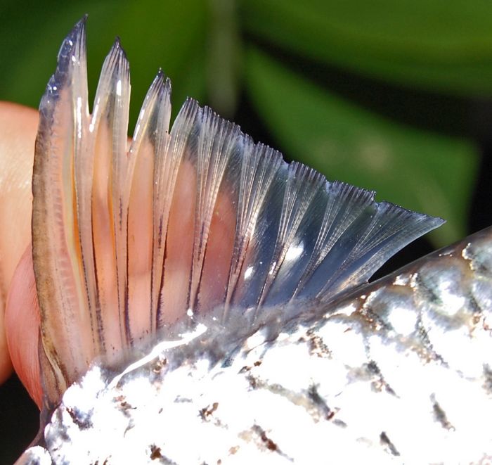 Dorsal-fin detail.