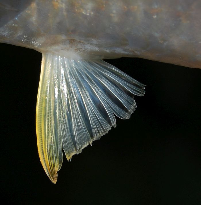 Pelvic-fin detail.