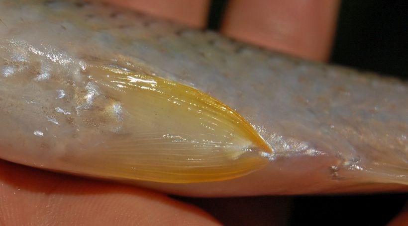 Detail of pelvic region.
