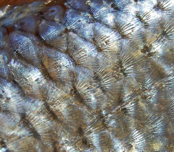 Detail of flank scales.