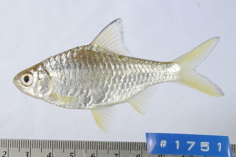 Specimen from Muang Phalan, Savannakhet province, western Laos.