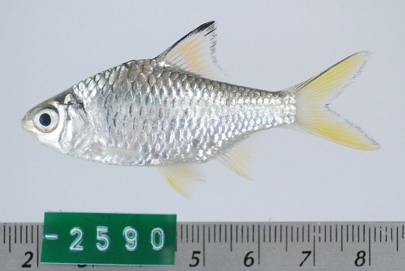 Specimen from Kampong Chhnang province, central Cambodia.