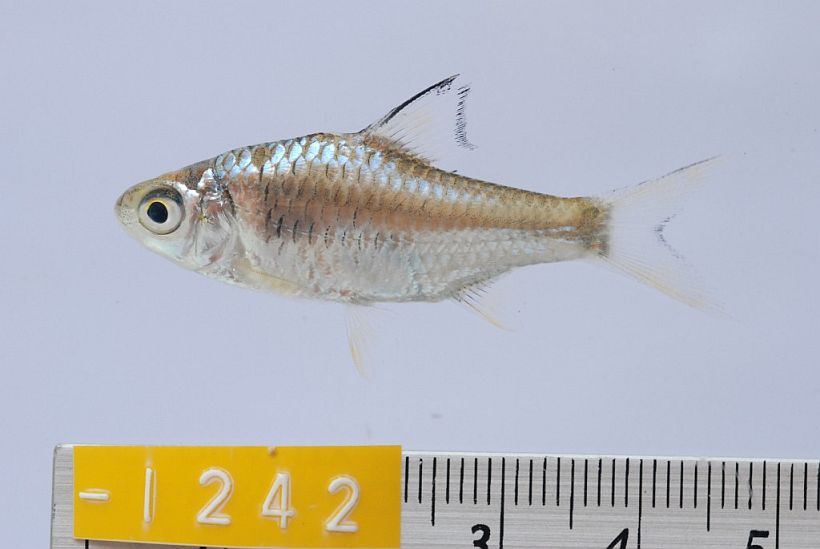 Juvenile from Sambo, Kratie province, northeastern Cambodia.