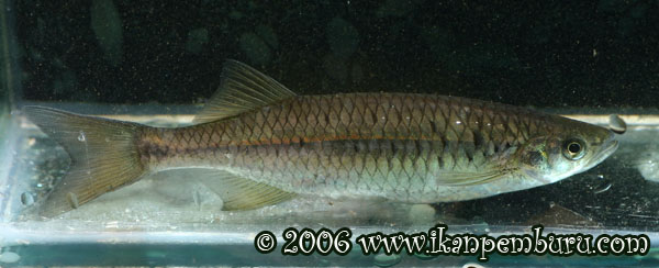 Specimen from Palawan island, Philippines.