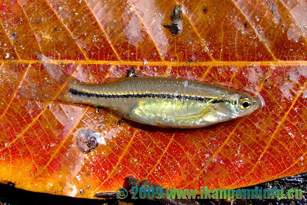 Freshly-collected individual from Sabah.