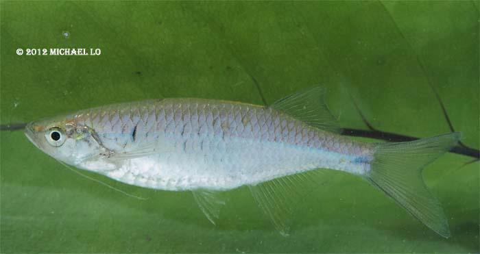 Specimen from Sarawak state, Malaysian Borneo.