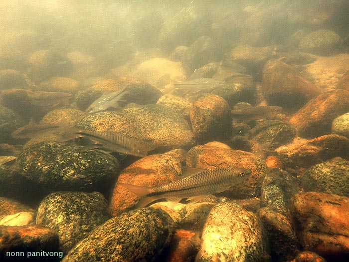 Group in a typical habitat, Thailand.